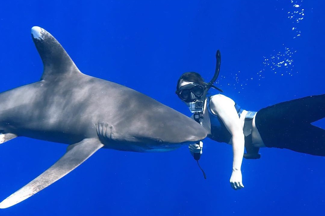 An image of a Kona Shark Diver swimming with an oceanic whitetip off of the Big Island of Hawaii.