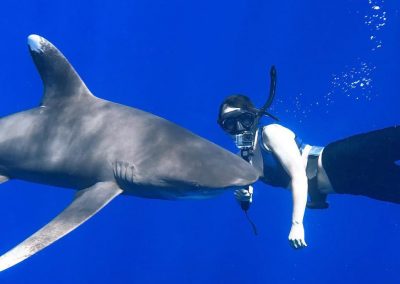 An image of a shark diver with an oceanic whitetip off of the coast of Kona, Hawaii