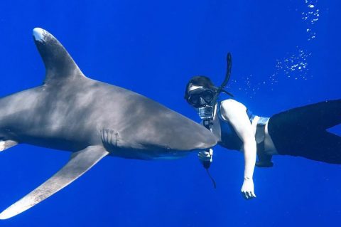 Kona Hawaii Shark Diving Charters | Swim with Sharks of the Big Island