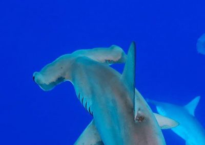An image of a school of Hammerhead sharks swimming off the coast Hawaii.