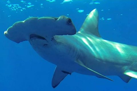 The Sharks of Hawaii | Meet your Dive Partners at Kona Shark Diving