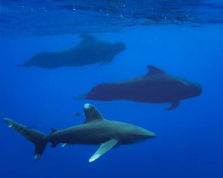 An image of an oceanic whitetip shark swimming with Hawaiian Pilot Whales.