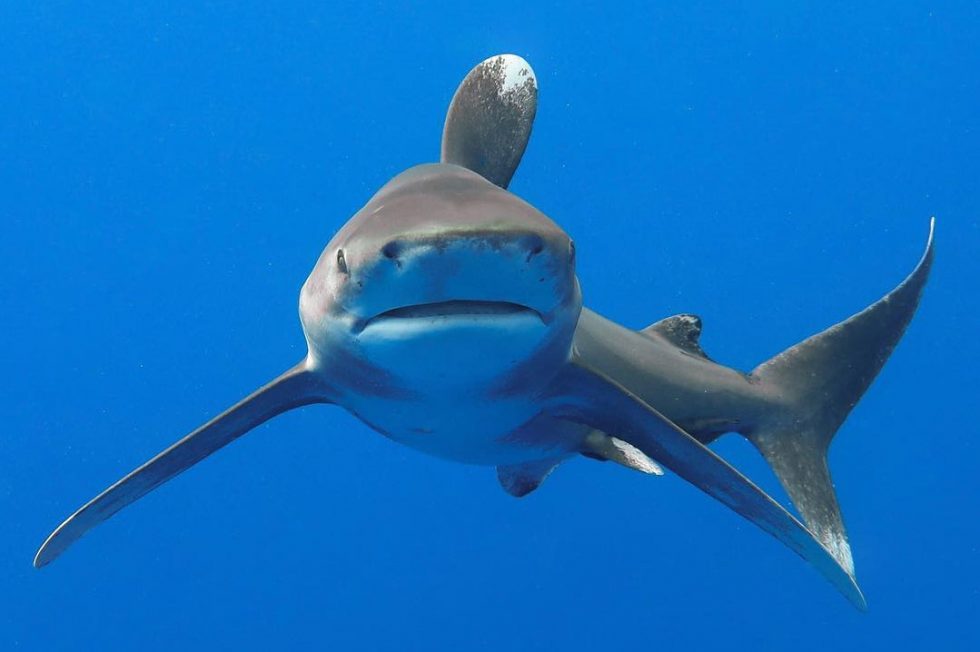 Shark Diving in Hawaii The Shark Diving Experience Kona Shark Diving