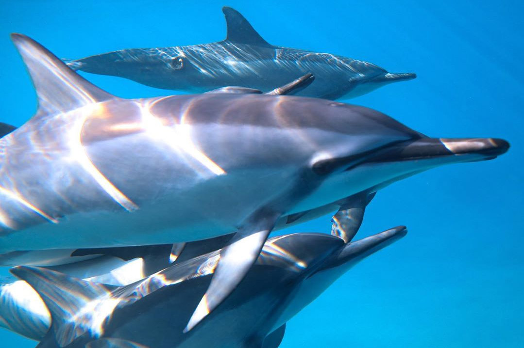 An image of Hawaiian dolphins swimming underwater off the coast of Kona on the Big Island of Hawaii