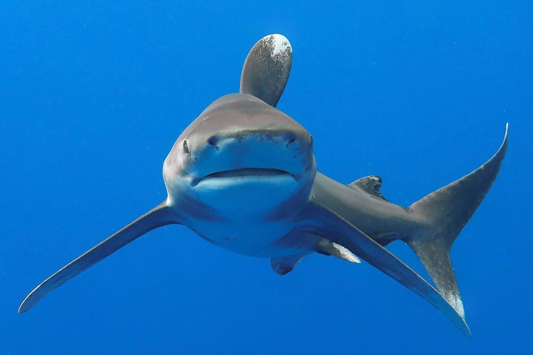 An image of an oceanic whitetip shark looking right at the photographer in Hawaii.