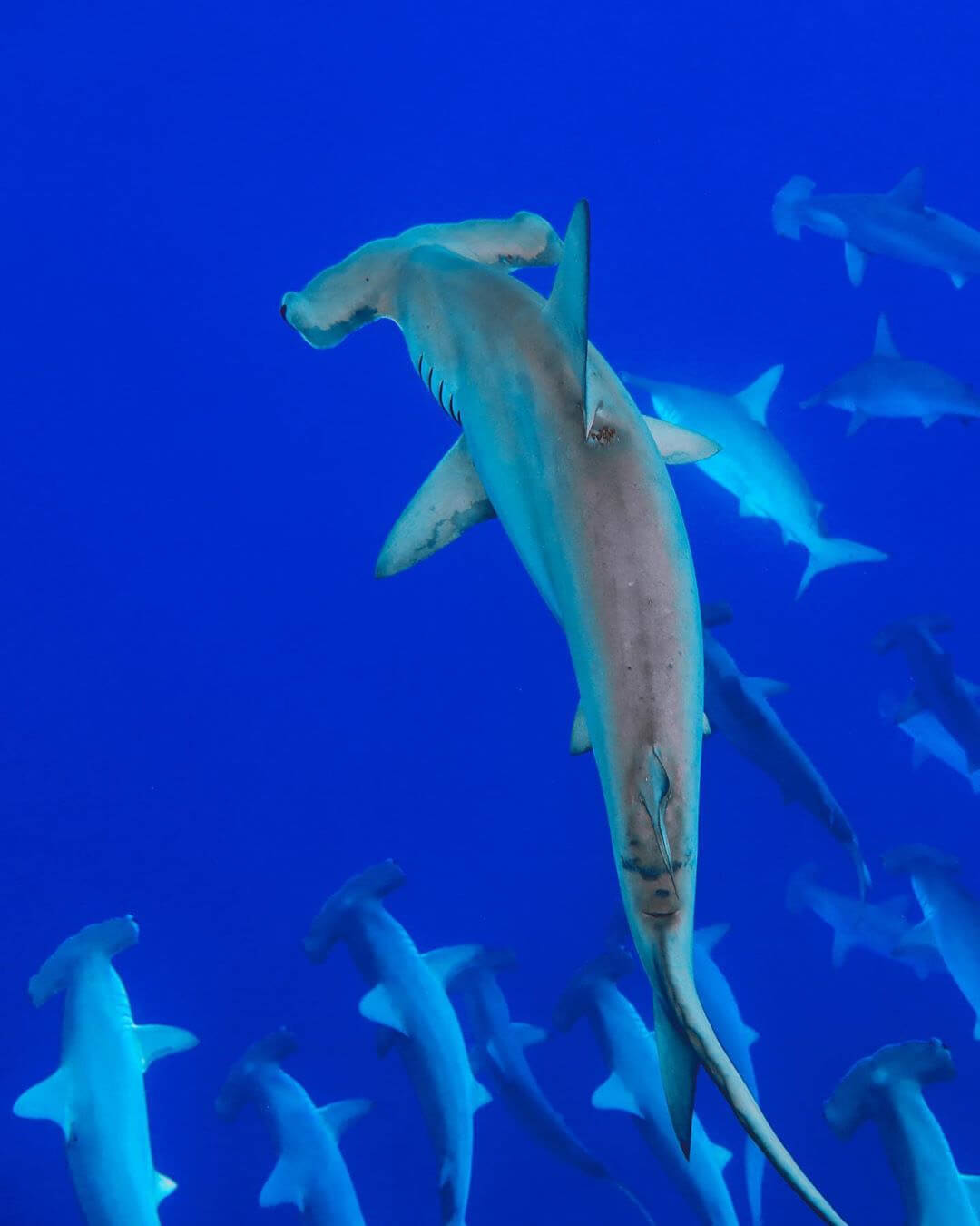 An image of a school of hammerhead sharks swimming in the deep blue waters off the coast of Hawaii. 